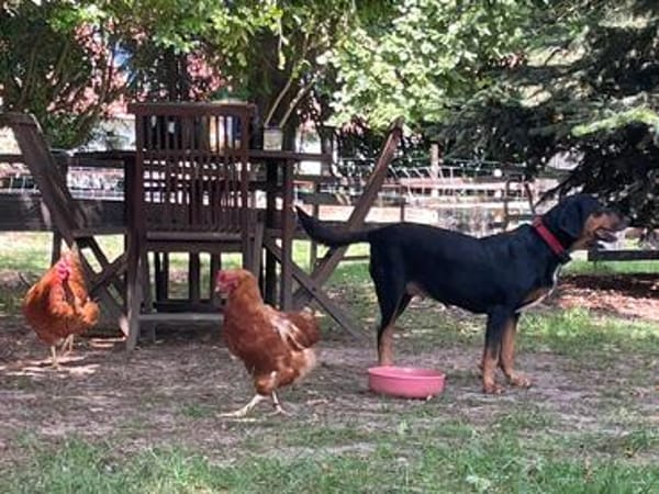 HEDDA, wunderbare Hündin sucht