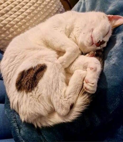 Findus, hundeverliebter Herzenskater, ca. 7 Jahre