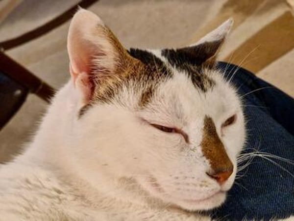 Findus, hundeverliebter Herzenskater, ca. 7 Jahre
