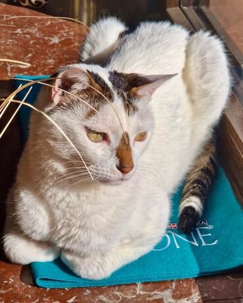 Findus, hundeverliebter Herzenskater, ca. 7 Jahre