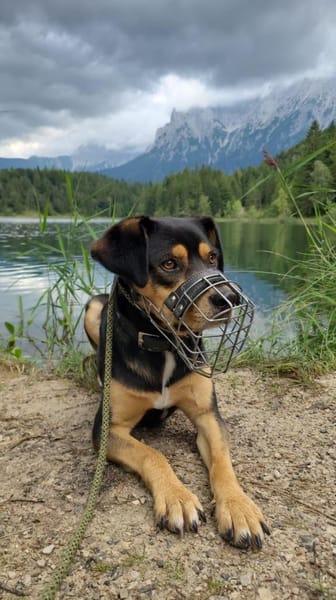 ZAKO sucht sein forever Home