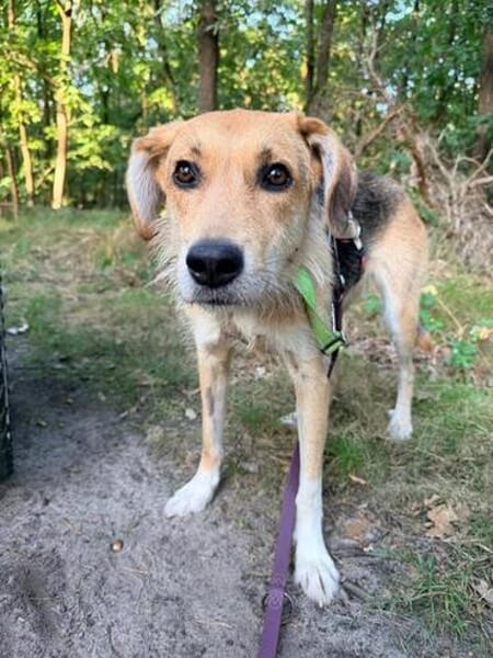 MAITI ° kleines Löwenmädchen  sucht ihr Zuhause