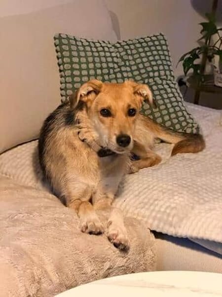 MAITI ° kleines Löwenmädchen  sucht ihr Zuhause