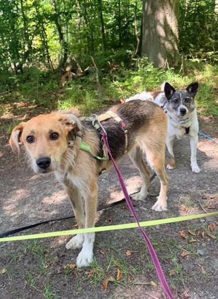 MAITI ° kleines Löwenmädchen  sucht ihr Zuhause
