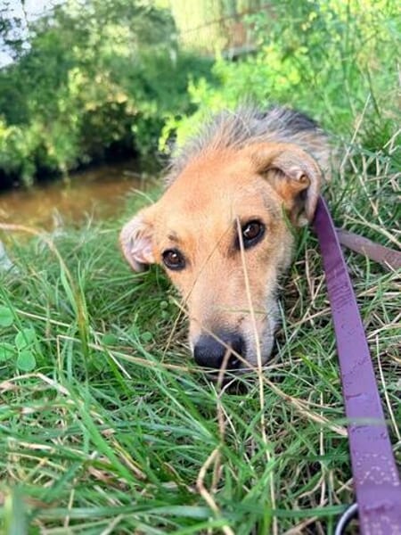 MAITI ° kleines Löwenmädchen  sucht ihr Zuhause