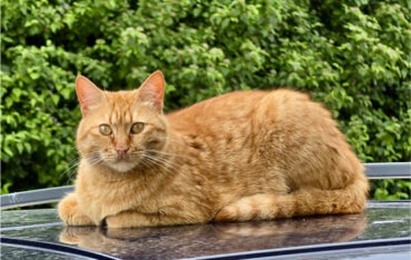 Nala, verschmuste Rottigerin, ca.3 Jahre