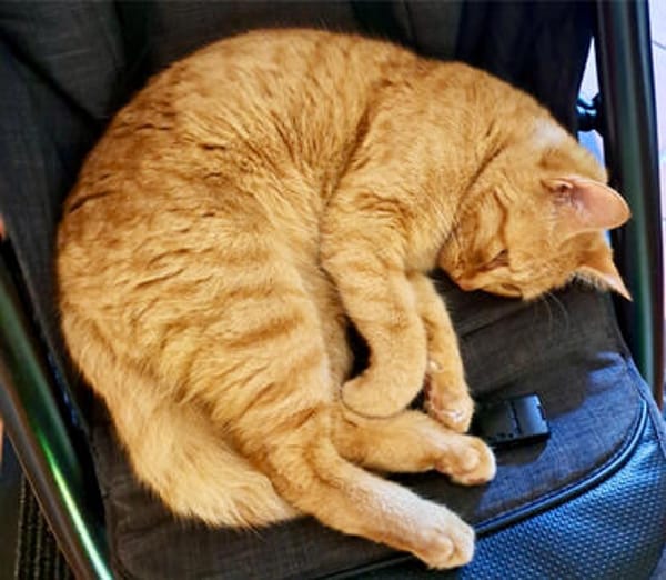 Nala, verschmuste Rottigerin, ca.3 Jahre