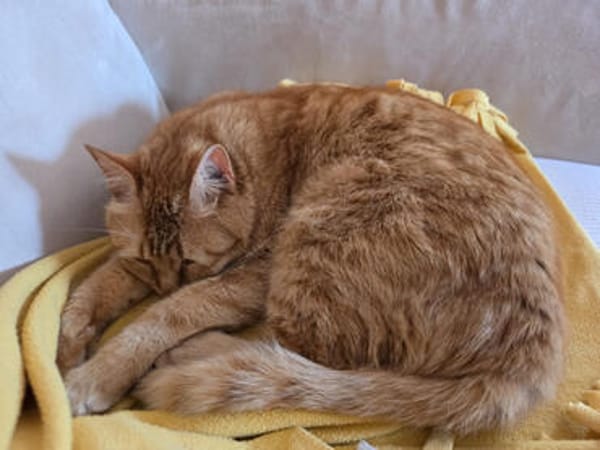 Nala, verschmuste Rottigerin, ca.3 Jahre