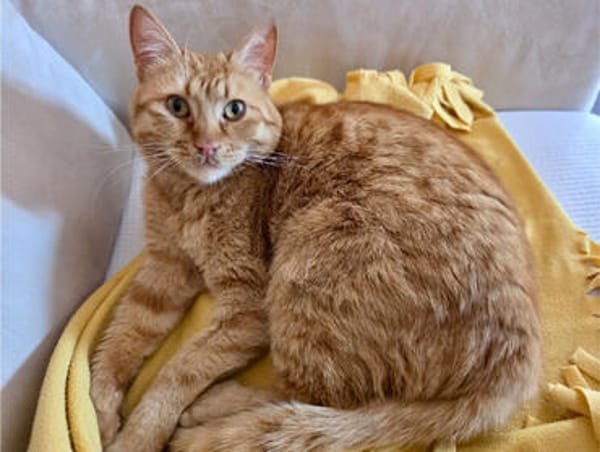 Nala, verschmuste Rottigerin, ca.3 Jahre