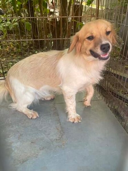 süße Hündin shaggy sucht 4ever home