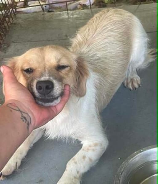 süße Hündin shaggy sucht 4ever home