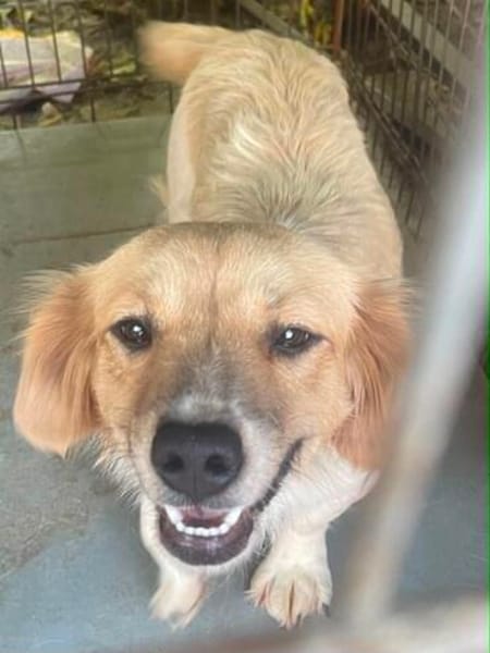 süße Hündin shaggy sucht 4ever home