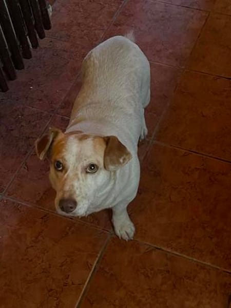 Chester sucht einfach nur ein Zuhause