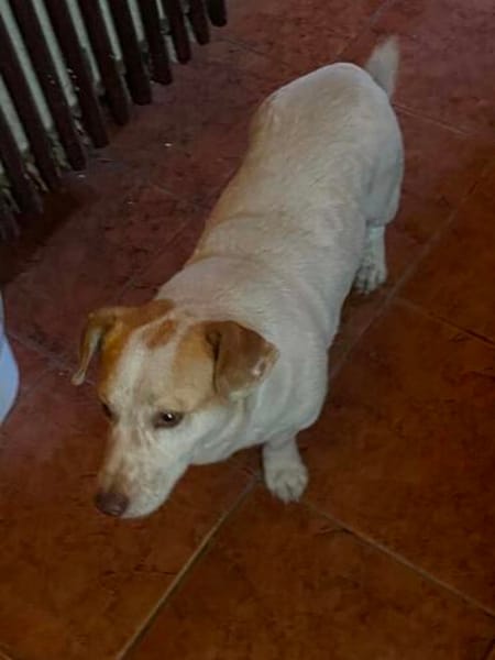 Chester sucht einfach nur ein Zuhause