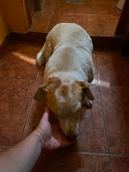Chester sucht einfach nur ein Zuhause