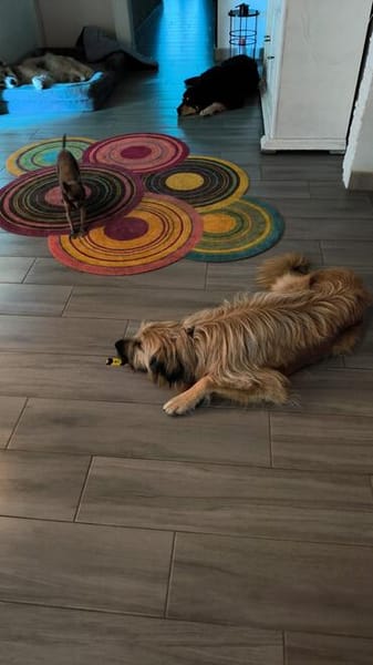 Riesenbaby Cheddar sucht liebe konsequente Familie