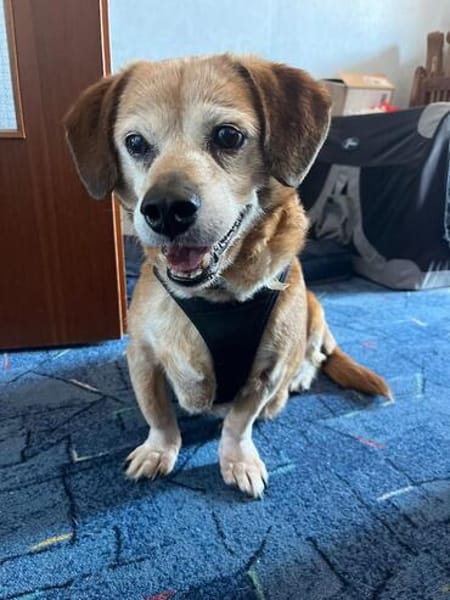 Charlie, verschmuster Senior, ca. 11 J.