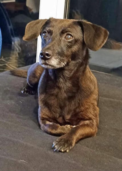 Molly wartet noch immer auf den Menschen der endlich bleibt