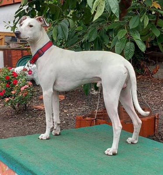 Lieber Galgo Espanol(-Mix?)-Rüde Pinto