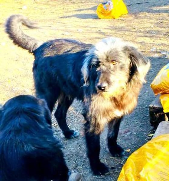 Entspannter, liebenswerter Yannis sucht