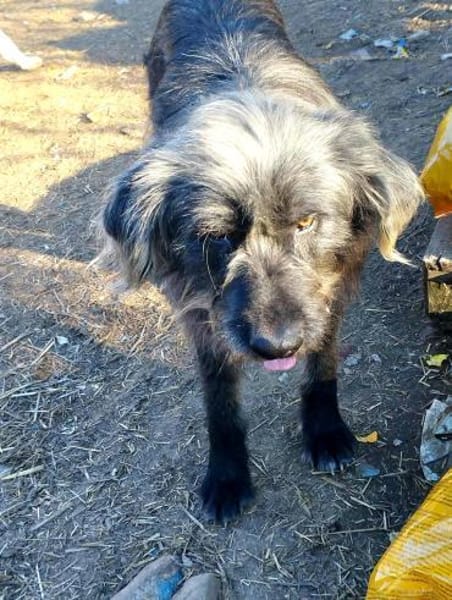 Entspannter, liebenswerter Yannis sucht