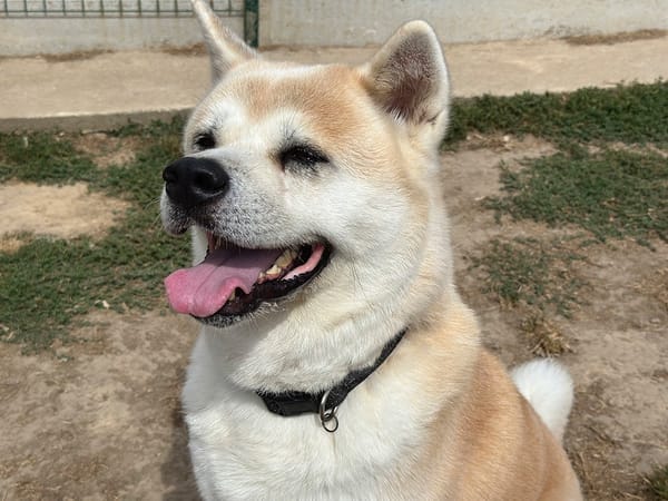 natsuo