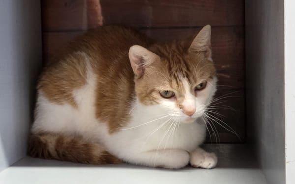 ACHILLE
