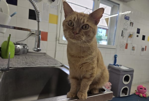 bowie