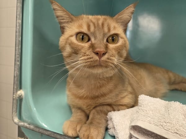 bowie