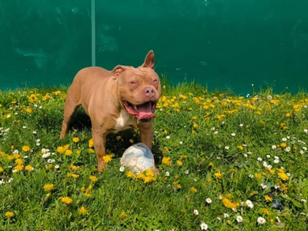 PAA23030 SOOKIE
