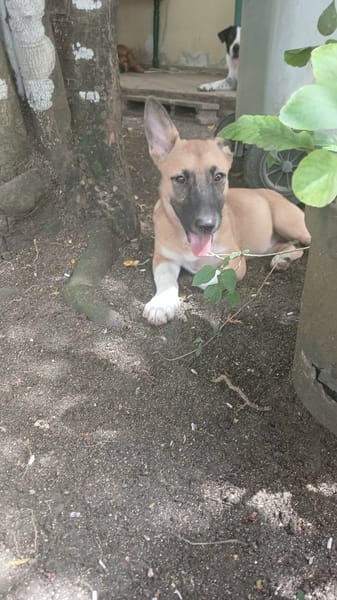 Isis la mini croisée malinoise