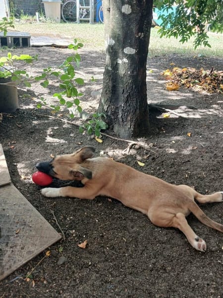 Isis la mini croisée malinoise