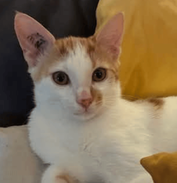 BISCUIT