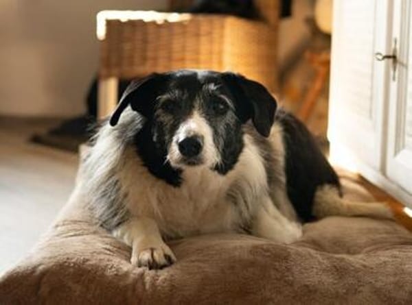verschmuste Seniorin NESCHA sucht ihr Zuhause
