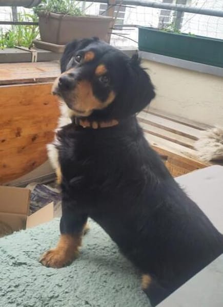 Cleverer HOWIE sucht erfahrene Menschen