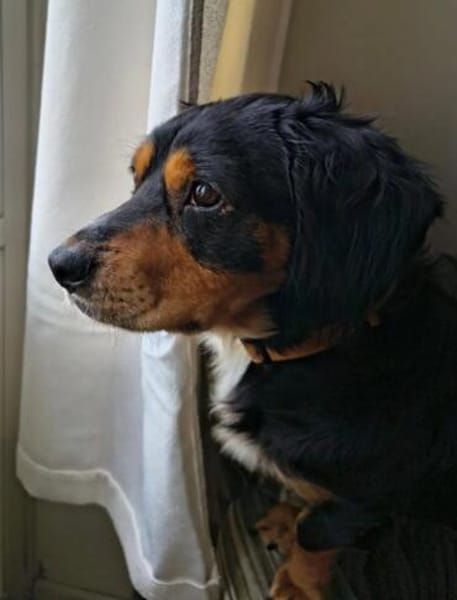 Cleverer HOWIE sucht erfahrene Menschen
