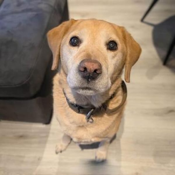 Alt aber oho - fitter Labrador Torte wartet in 12623 Berlin.