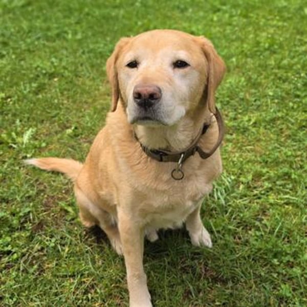Alt aber oho - fitter Labrador Torte wartet in 12623 Berlin.