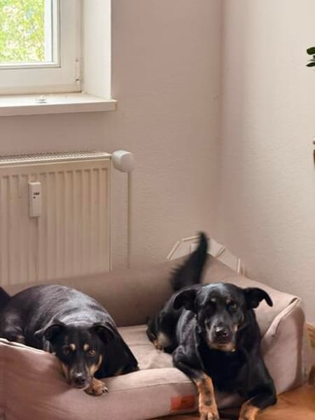Shila sucht ihr Zuhause. 🤍