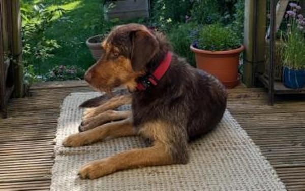 Kiba - toller Freund voller Tatendrang