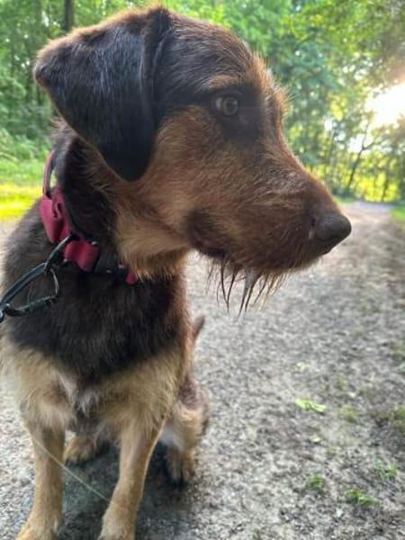 Kiba - toller Freund voller Tatendrang