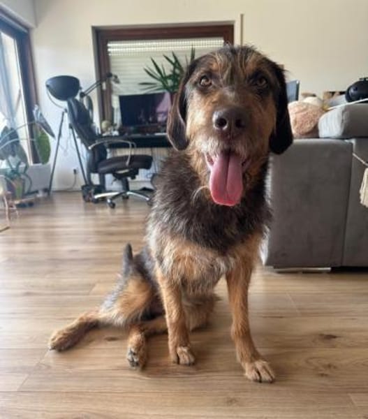 Kiba - toller Freund voller Tatendrang