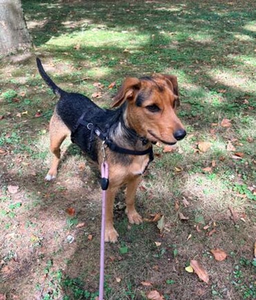 Laika  sensible Hundeseele sucht souveräne Menschen,