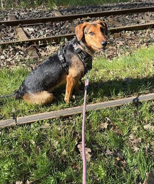 Laika  sensible Hundeseele sucht souveräne Menschen,