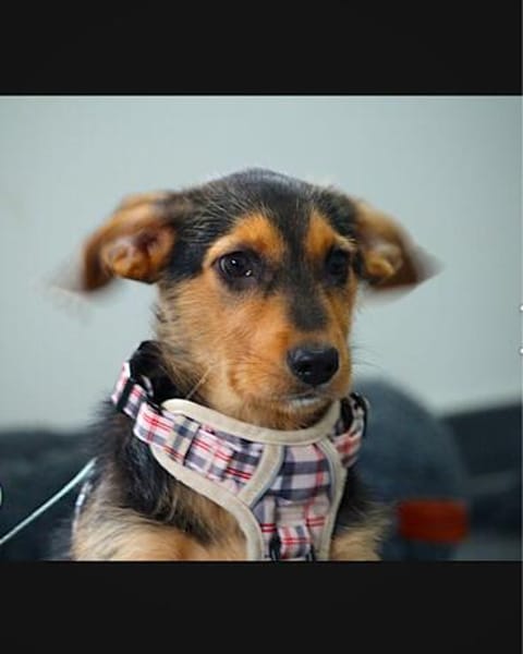 Laika  sensible Hundeseele sucht souveräne Menschen,
