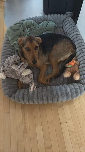 Laika  sensible Hundeseele sucht souveräne Menschen,