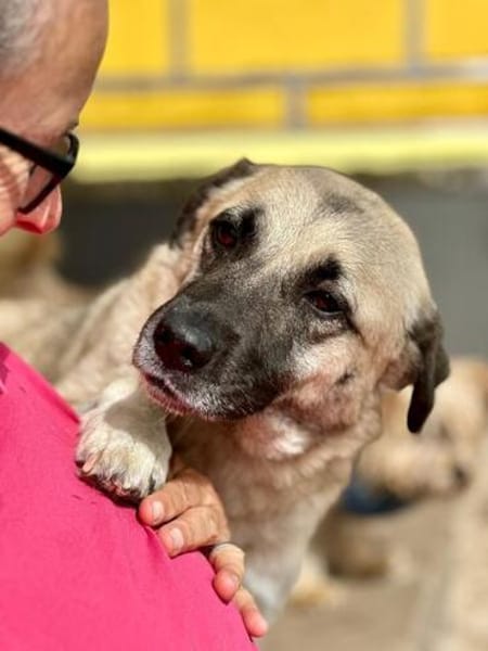 SELMA ° Traumhündin sucht ihre eigenen Menschen