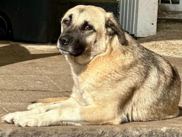 SELMA ° Traumhündin sucht ihre eigenen Menschen