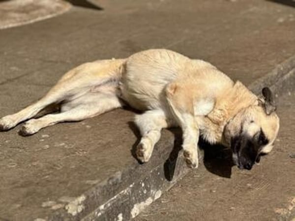 SELMA ° Traumhündin sucht ihre eigenen Menschen