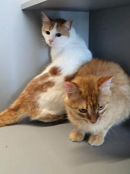 NANA&NOLAN  Zwei liebe Samtpfoten!